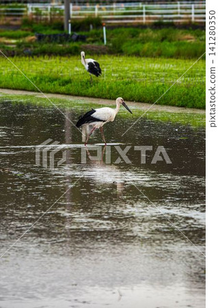 Storks in Hokuei Town Storks in Hokuei Town 141280350