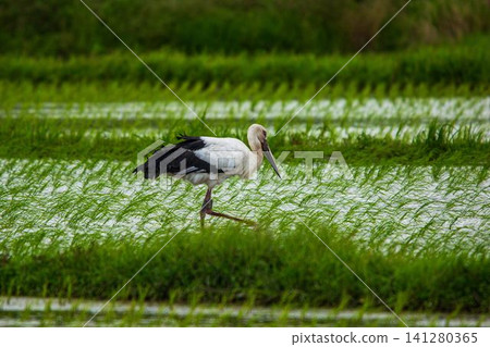 Storks in Hokuei Town Storks in Hokuei Town 141280365