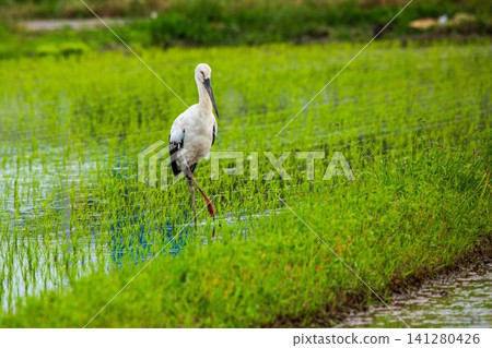Storks in Hokuei Town Storks in Hokuei Town 141280426