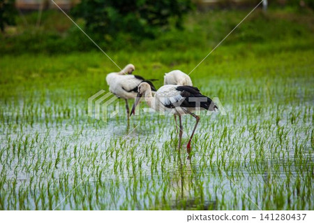 Storks in Hokuei Town Storks in Hokuei Town 141280437