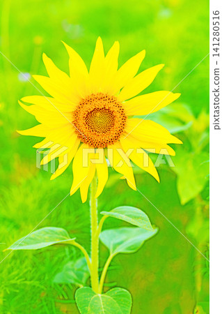 Flowers around the house, various in all seasons. Beautiful large sunflowers bloom against the blue sky in the flower garden on the farm. Flowers around the house, various in all seasons. Beautiful large sunflowers bloom against the blue sky in the flower garden on the farm. 141280516