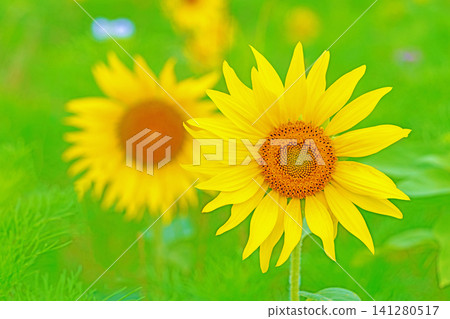 Flowers around the house, various in all seasons. Beautiful large sunflowers bloom against the blue sky in the flower garden on the farm. Flowers around the house, various in all seasons. Beautiful large sunflowers bloom against the blue sky in the flower garden on the farm. 141280517
