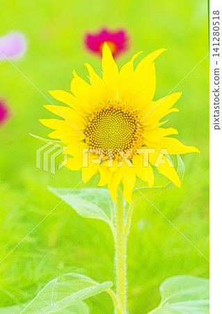 Flowers around the house, various in all seasons. Beautiful large sunflowers bloom against the blue sky in the flower garden on the farm. Flowers around the house, various in all seasons. Beautiful large sunflowers bloom against the blue sky in the flower garden on the farm. 141280518