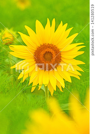 Flowers around the house, various in all seasons. Beautiful large sunflowers bloom against the blue sky in the flower garden on the farm. Flowers around the house, various in all seasons. Beautiful large sunflowers bloom against the blue sky in the flower garden on the farm. 141280519