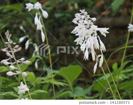 White flowers of Hosta sieboldiana blooming in the mountains in early summer White flowers of Hosta sieboldiana blooming in the mountains in early summer 141280571