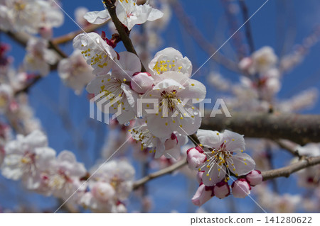 Apricot flower on nature background Apricot flower on nature background 141280622