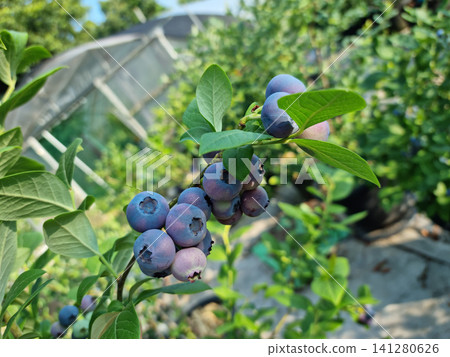 Highbush blueberry plant with fruits Highbush blueberry plant with fruits 141280626