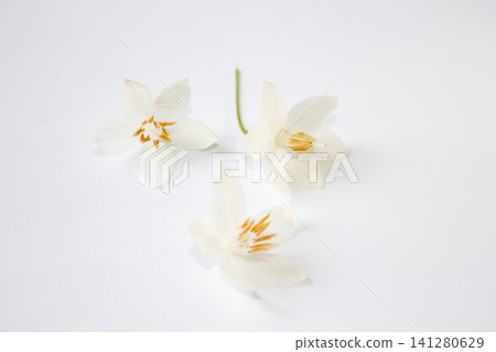 It is Styrax japonica flowers isolated white background. 141280629