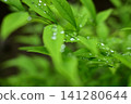 Water droplets on leaves 141280644