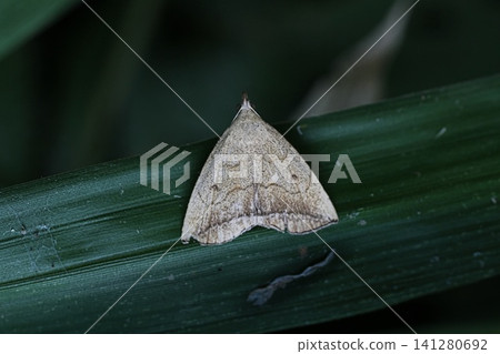 Yellow-spotted Yellow-spotted 141280692