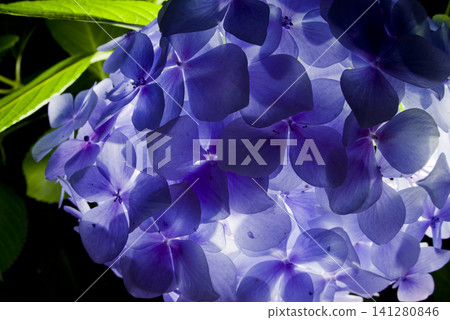 繡球園裡有藍色的繡球花。學名是繡球花。 141280846