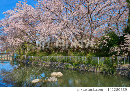 Cherry blossoms at the Kawasaki City Waterworks Bureau Inada Water Intake Station (Nikaryo Honkawa) in Tama Ward, Kawasaki City, Kanagawa Prefecture. Cherry blossoms at the Kawasaki City Waterworks Bureau Inada Water Intake Station (Nikaryo Honkawa) in Tama Ward, Kawasaki City, Kanagawa Prefecture. 141280889
