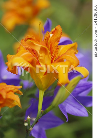 The flowers of the Japanese daylily (Hemerocallis fulva var. kwanso) are in bloom. The flowers of the Japanese daylily (Hemerocallis fulva var. kwanso) are in bloom. 141280916