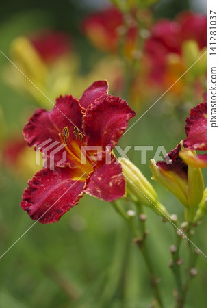 紅色萱草花盛開了。這種萱草叫做「城中紅」(Pento the Town Red)。 紅色萱草花盛開了。這種萱草叫做「城中紅」(Pento the Town Red)。 141281037