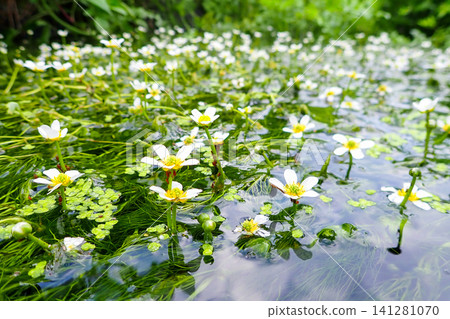 Water crowfoot growing in clusters Water crowfoot growing in clusters 141281070