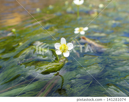 Mei flower algae flowers Mei flower algae flowers 141281074