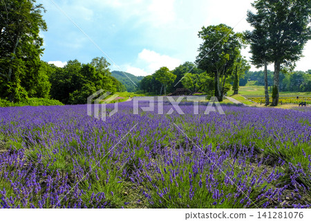 Spreading lavender fields Spreading lavender fields 141281076