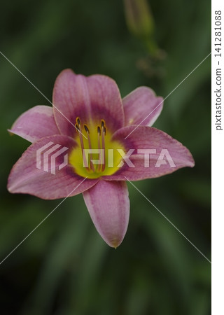 Pink daily (Hemerocallis) is in bloom. The name of this daily is Tetra Romain. Pink daily (Hemerocallis) is in bloom. The name of this daily is Tetra Romain. 141281088