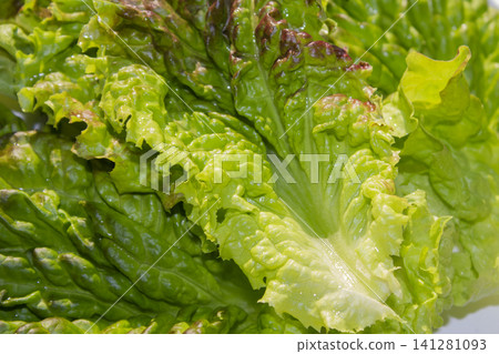 This is a close-up of a red lettuce leaf. 141281093