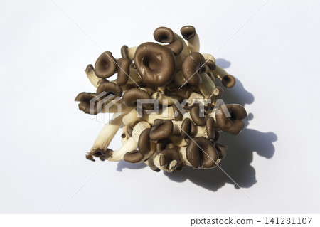 It is an oyster mushroom placed on a white background. It is an oyster mushroom placed on a white background. 141281107