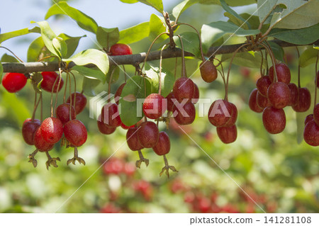 Ripe Autumn Olive Berries (Elaeagnus Umbellata) growing on a branch . oleaster Ripe Autumn Olive Berries (Elaeagnus Umbellata) growing on a branch . oleaster 141281108
