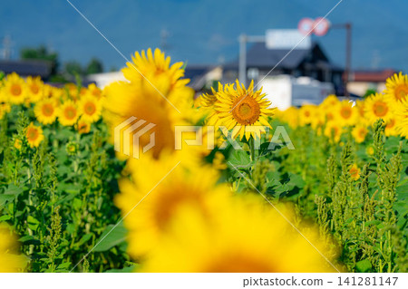 [Summer Scenery] Sunflower fields and blue sky in Azumino [Nagano Prefecture] 141281147