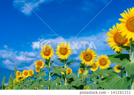 [Summer Scenery] Sunflower fields and blue sky in Azumino [Nagano Prefecture] 141281151