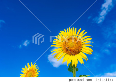 [Summer Scenery] Sunflower fields and blue sky in Azumino [Nagano Prefecture] 141281155