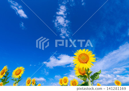 [Summer Scenery] Sunflower fields and blue sky in Azumino [Nagano Prefecture] 141281169