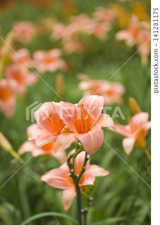Pink daily (Hemerocalis) flowers are in bloom. The name of this daily is Persian Princess Pink daily (Hemerocalis) flowers are in bloom. The name of this daily is Persian Princess 141281175