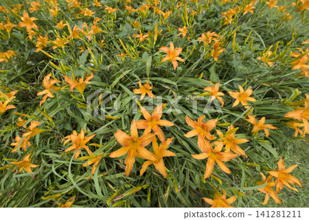 黃色萱草(Hemerocallis)正在盛開。這株萱草名叫卡琳娜。 黃色萱草(Hemerocallis)正在盛開。這株萱草名叫卡琳娜。 141281211