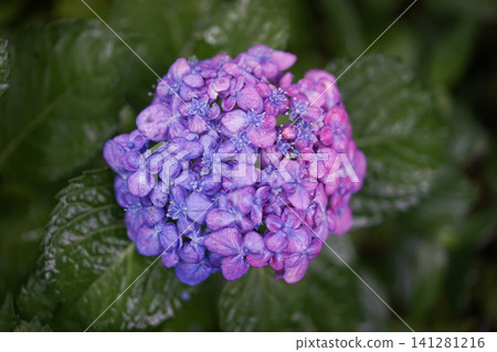 A close-up of purple hydrangeas that look stunning in the rain. 141281216