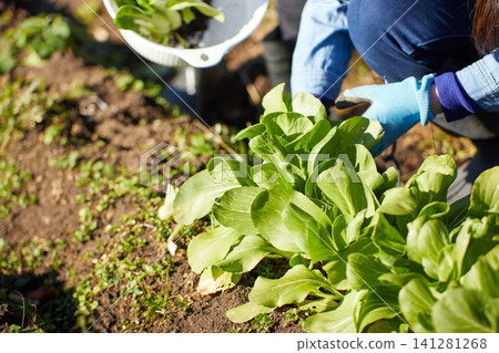 Two women harvesting winter vegetables Two women harvesting winter vegetables 141281268
