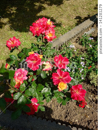 A red rose A red rose 141281279
