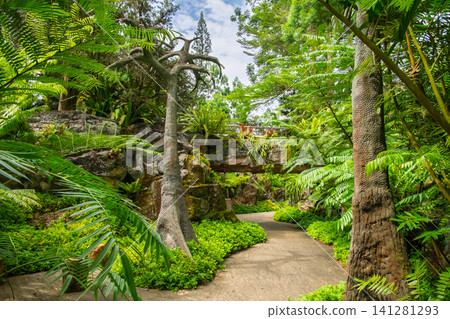 Singapore Botanic Gardens: Lush walking paths in the "Garden of Evolution," where ancient plants flourish. Singapore Botanic Gardens: Lush walking paths in the "Garden of Evolution," where ancient plants flourish. 141281293