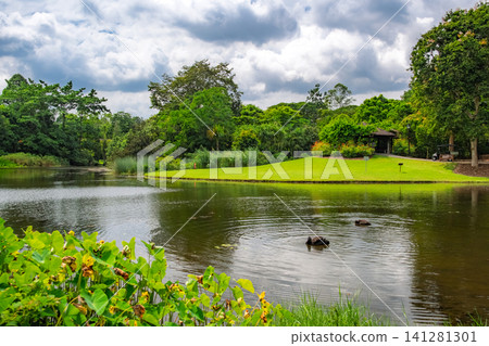 新加坡植物園:生態湖畔景色優美,黑天鵝在湖中優雅地巡弋。 新加坡植物園:生態湖畔景色優美,黑天鵝在湖中優雅地巡弋。 141281301