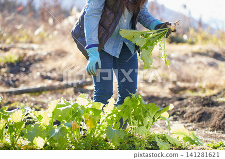 一位年輕女子正在採摘冬季蔬菜 一位年輕女子正在採摘冬季蔬菜 141281621