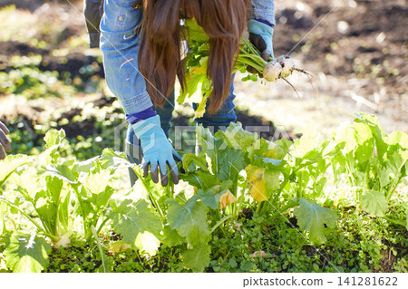 一位年輕女子正在採摘冬季蔬菜 一位年輕女子正在採摘冬季蔬菜 141281622