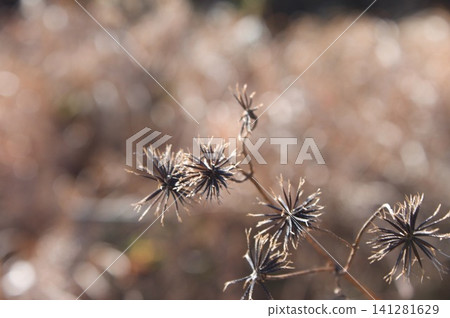 Grass seed 141281629