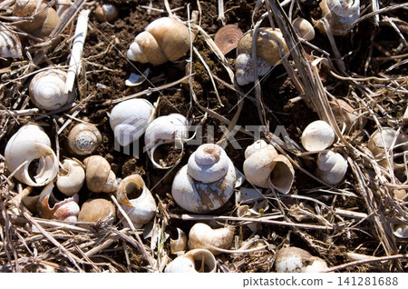 Freshwater snail exoskeleton Freshwater snail exoskeleton 141281688