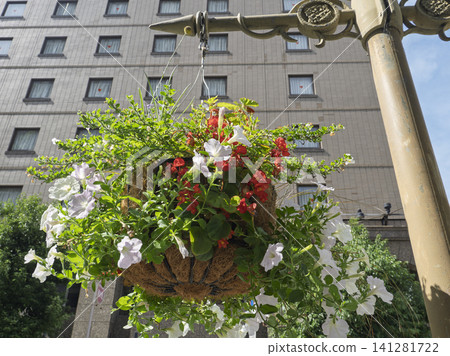 Delicate hanging baskets that add color to the city. Delicate hanging baskets that add color to the city. 141281722