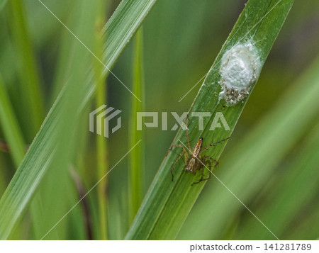 Wandering spider: Sasa spider 141281789