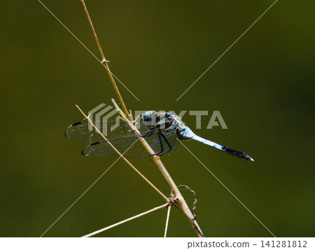 Perching on a branch Perching on a branch 141281812