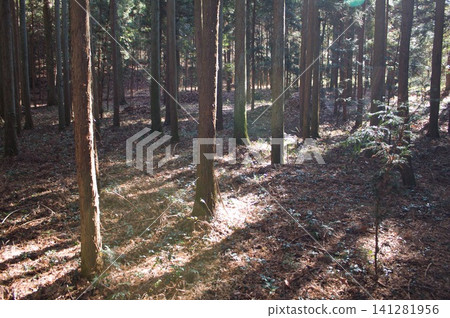 Cedar forest Cedar forest 141281956