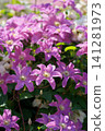 Clematis in Yamashita Park 141281973