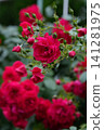 Climbing rose 'Tradition '95' 141281975