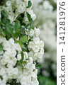 Rose 'Alba Meidiland' 141281976