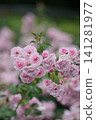Rose Bonica '82 141281977