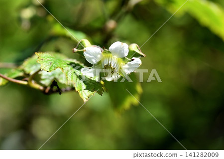 Momijiji草莓 Momijiji草莓 141282009