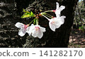 櫻花樹幹和花朵的特寫，展現了一幅充滿活力的春日景象。 141282170